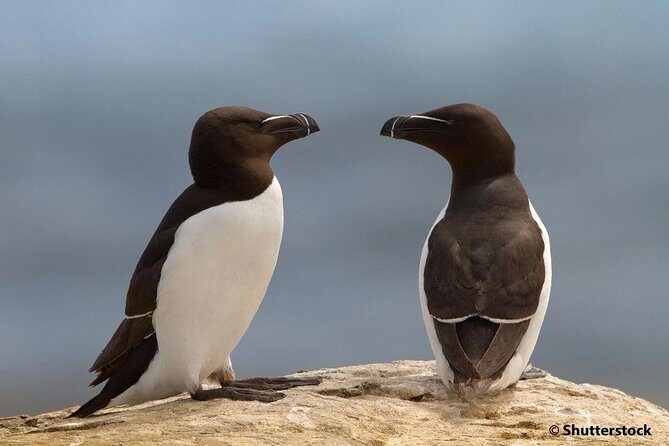 1000 Little Penguins Cruise - The Experience: What You’re Getting