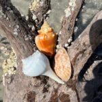 10,000 Islands Shelling Trip Marco Island FL - Final Thoughts