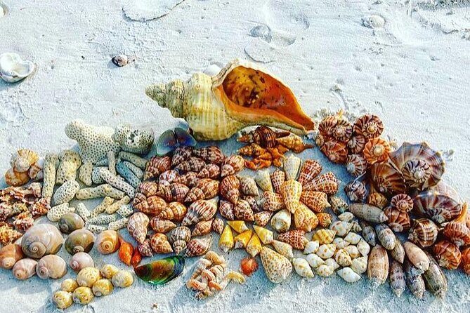 10K Islands Private Shelling Tour - What Travelers Love About the Tour