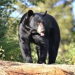15 min. Tadoussac : Black Bear Observation with Expert Guide - Practical Details and Tips