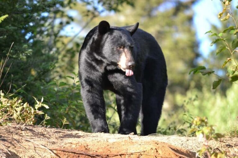 15 min. Tadoussac : Black Bear Observation with Expert Guide - Practical Details and Tips