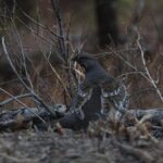 2-Day Private Yellowstone Tour(Lower and Upper Loops w Iconic Sites) w Lunch - Final Thoughts