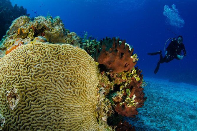 2 dives in Cozumel (for certified divers only) - Who Might Want to Think Twice?