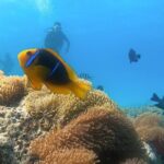 2 Dives in the morning for certified divers in Bora Bora - Price and Value: Is It Worth It?