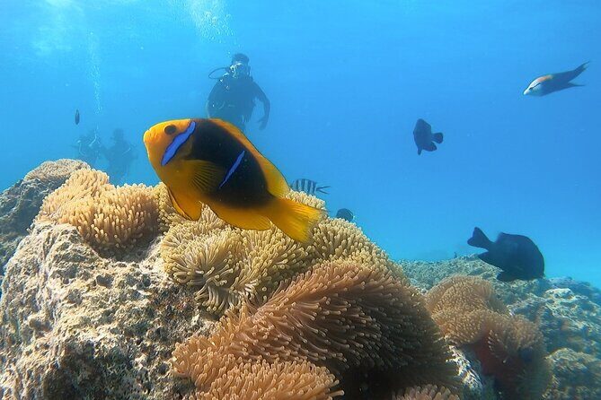 2 Dives in the morning for certified divers in Bora Bora - Price and Value: Is It Worth It?