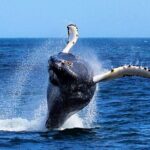 2 Hour Award-Winning Whale and Seabird Boat Tour from St. John's - Wildlife & Sightings: What’s Realistically Possible?