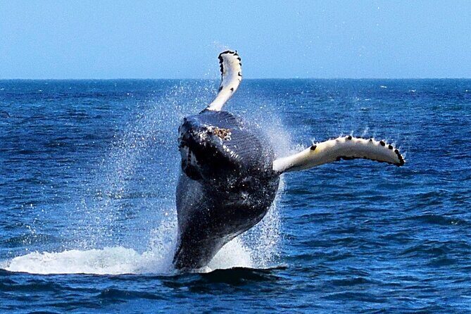 2 Hour Award-Winning Whale and Seabird Boat Tour from St. John's - Wildlife & Sightings: What’s Realistically Possible?
