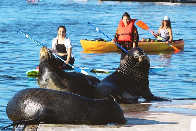 2-Hour Kayak or Paddleboard with Sea Lions in Marina del Rey - Equipment and Logistics