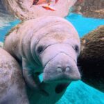 2 Hour Kayak Rental - Exploring Kings Bay and the Springs