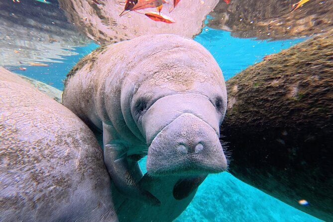 2 Hour Kayak Rental - Exploring Kings Bay and the Springs