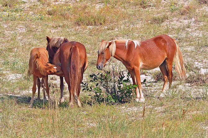 2-hour Outer Banks Wild Horse Tour by 4WD Truck - FAQ
