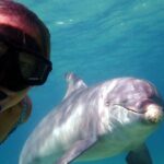 2 Hour Snorkeling and Dolphin Tour - Who Is This Tour Best For?