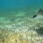 2 hour snorkeling in Arrecife de Puerto Morelos - Is This Snorkeling Tour Worth It?