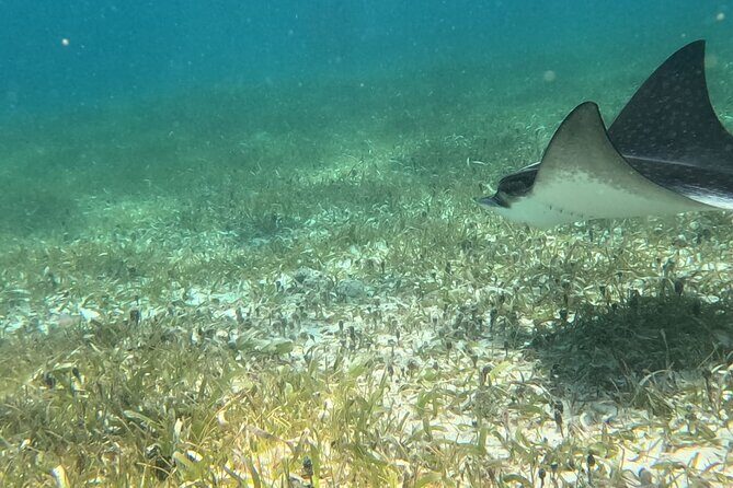 2 hour snorkeling in Arrecife de Puerto Morelos - Is This Snorkeling Tour Worth It?