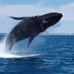 2 Hour Whale-Watching Cruise from Hillarys Boat Harbour - Price and Value
