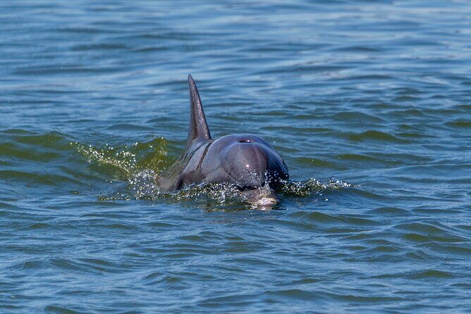 2 Hours Dolphin Eco Tour - Authentic Experiences from Travelers