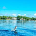 2 Hours Guided Dolphin Tour in Florida - The Practical Side: What You Need to Know