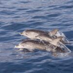 2 HR Dolphin Tour in North Myrtle Beach - FAQs