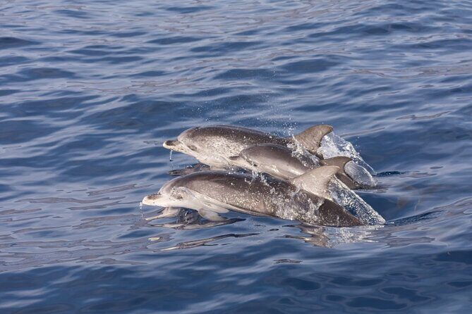 2 HR Dolphin Tour in North Myrtle Beach - FAQs