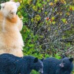 2 hr Private Custom Tour of Ketchikan (4 people) Wildlife + More - Why Travelers Love This Tour