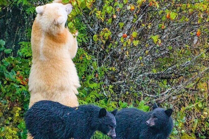 2 hr Private Custom Tour of Ketchikan (4 people) Wildlife + More - Why Travelers Love This Tour