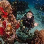 2 Tank Dives MUSA and Manchones reef (Certified divers) - Who Should Consider This Tour?