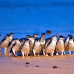3 Day Combo: Great Ocean Road, Penguin Parade and FREE City Tour - Final Thoughts