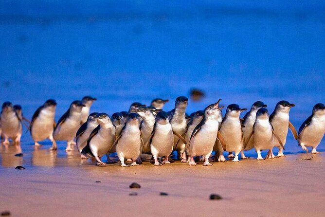 3 Day Combo: Great Ocean Road, Penguin Parade and FREE City Tour - Final Thoughts