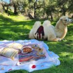 3 Hour Camel Trek into the Forest and Ranch in California - Practical Details and Considerations