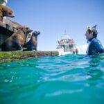 3 hour Dolphin and Seal Swim (NOV-APR) - The itinerary: what to expect