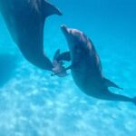3 Hour Dolphin Tour and Snorkeling in Shell Island - The Experience of Dolphin Watching