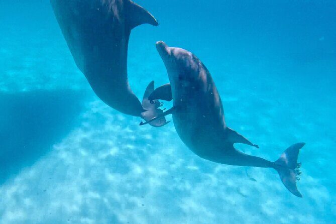 3 Hour Dolphin Tour and Snorkeling in Shell Island - The Experience of Dolphin Watching