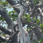 3 hour E.G. Simmons Park Mangrove Tunnel Tour - What the Itinerary Looks Like