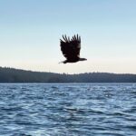 3 Hour Kayaking Tours from Friday Harbor - The Logistics and Value