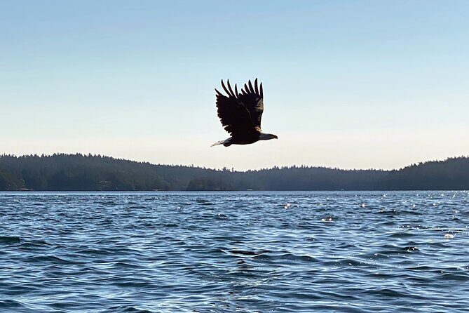 3 Hour Kayaking Tours from Friday Harbor - The Logistics and Value