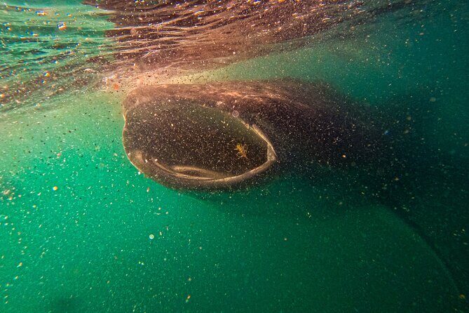 3 Hours La Paz Whale Shark First Class Snorkeling Tour - Final Thoughts
