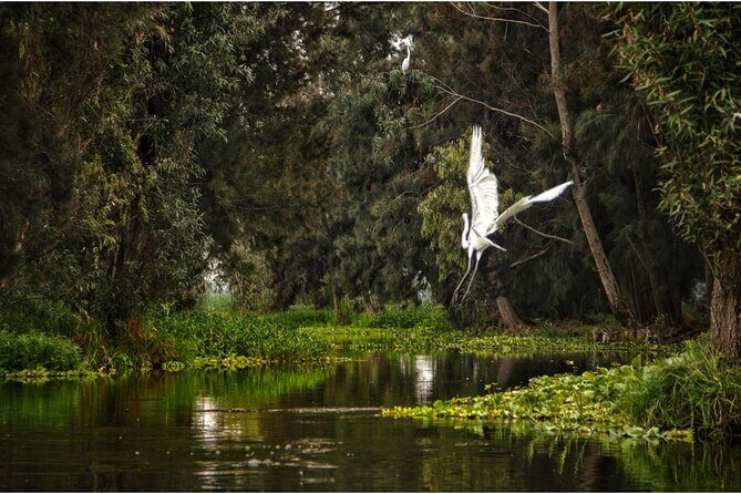 3 Hours of Kayaking at the Ancient Canals of Xochimilco - The Experience Itself: A Closer Look