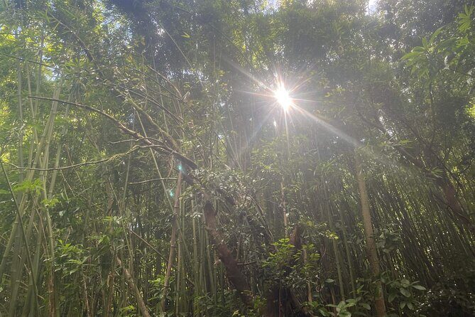 3 Hours Private Hiking and Bushwalking in the Aiea Loop Trail - Practical Details