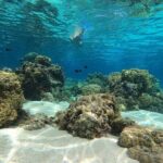 3h dolphin and snorkeling tour in a wild lagoon with Mobydick - Who Is This Tour Best For?