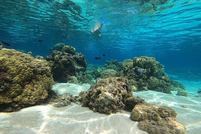 3h dolphin and snorkeling tour in a wild lagoon with Mobydick - Who Is This Tour Best For?