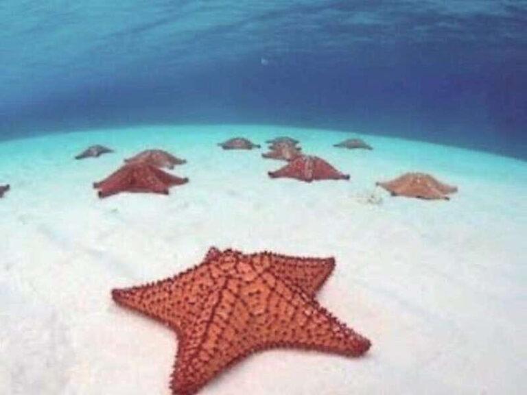 4 Days Yoga, Snorkel and Horseback Riding in Cozumel - The Accommodation and Facilities