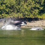 4 Hour Campbell River Whale & Wildlife Tour | Discovery West - The Itinerary and Experience