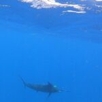 4 Hour Costa Maya Fishing and Snorkeling Experience - Final Thoughts