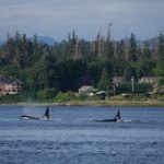 4 hour Covered Boat Whale and Wildlife Tour - Frequently Asked Questions