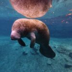 4 Hour Paddle Board Rental - Practical Details That Matter