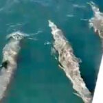 4-Hour Private Whale Watching in Puerto Vallarta - A Deep Dive into the Experience