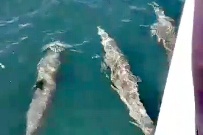 4-Hour Private Whale Watching in Puerto Vallarta - A Deep Dive into the Experience