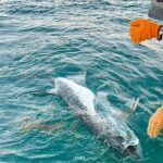 4 Hour Sunset Seasonal Tarpon Charter from Key West - The fishing focus: tarpon and more