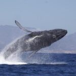 4-Hour Whale Watching Cruise in Puerto Vallarta - FAQs