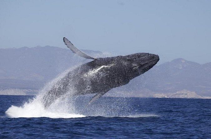 4-Hour Whale Watching Cruise in Puerto Vallarta - FAQs
